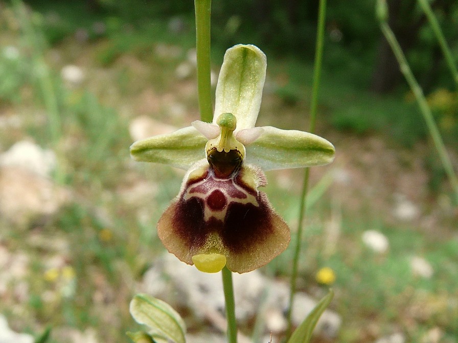 Ibrido: Ophrys fuciflora x O. lacaitae